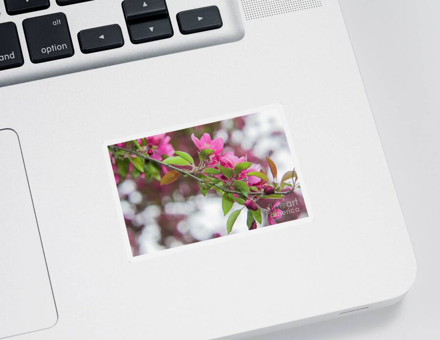 Flowers Sticker featuring the photograph Flower divider by Agnes Caruso