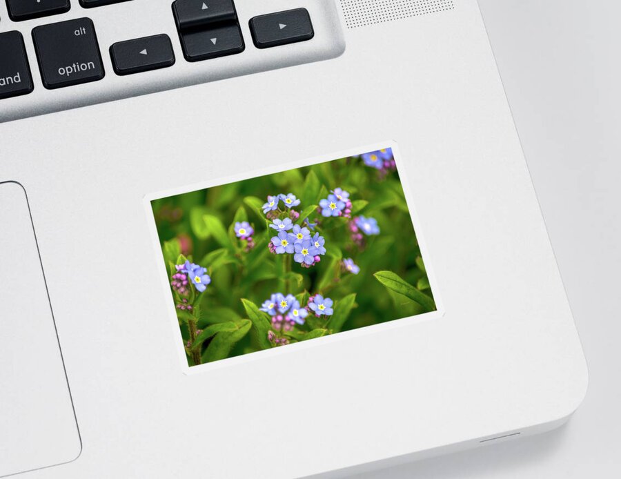 Flowers Sticker featuring the photograph Forget Me Nots by Christina Rollo