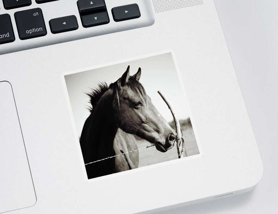 Horse Sticker featuring the photograph Friendly Face by Toni Hopper