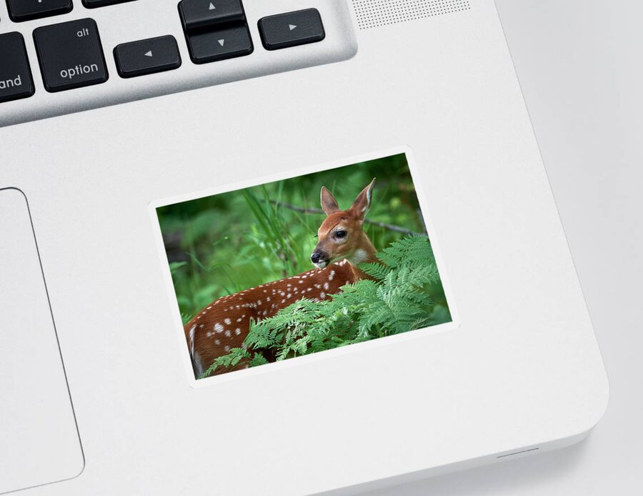 Deer Sticker featuring the photograph Future Buck by Paul Freidlund