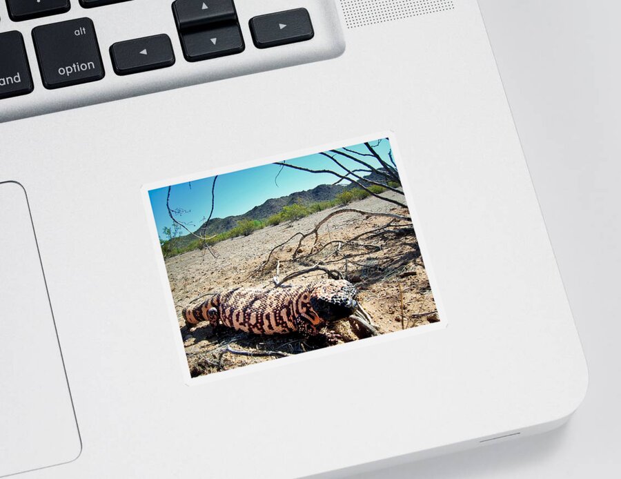 Animals Sticker featuring the photograph Gila Monster in the Arizona Sonoran Desert by Judy Kennedy