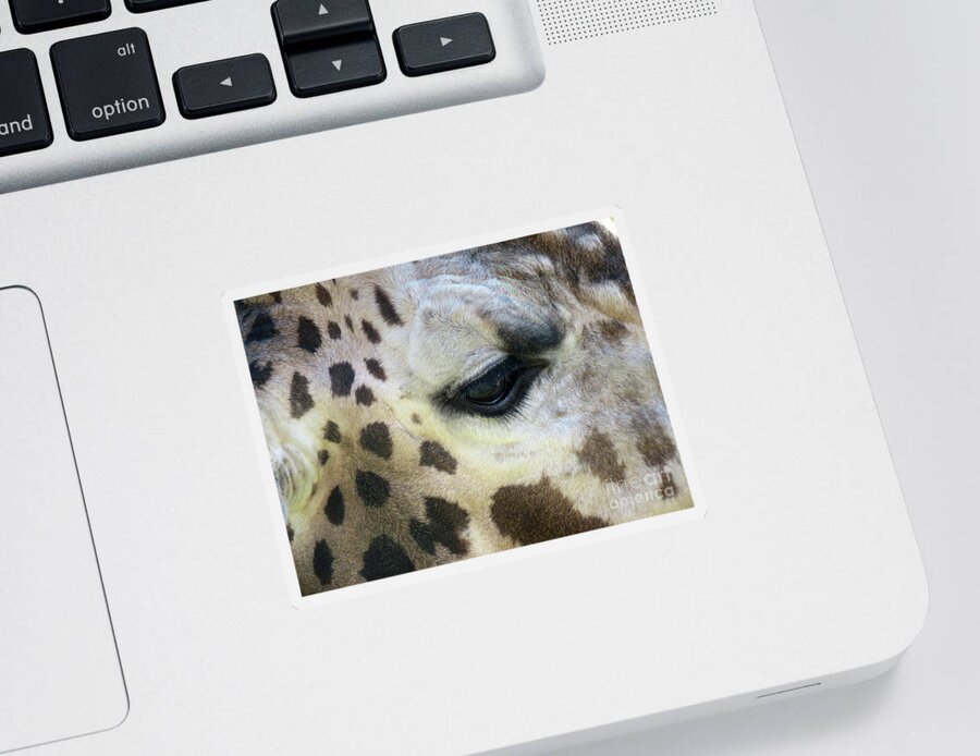Giraffe Sticker featuring the photograph Giraffe Close-up by Mary Mikawoz