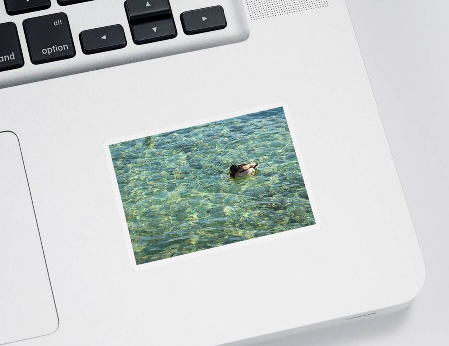 Georgia Mizuleva Sticker featuring the photograph Gliding on Rainbows - Mallard Duck on Sunshiny Lake by Georgia Mizuleva