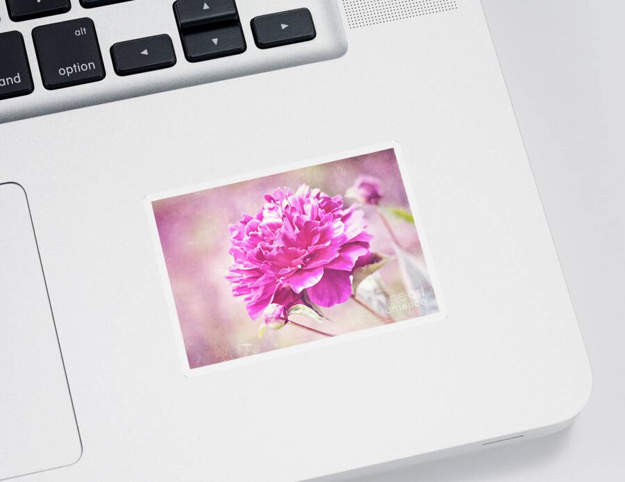 Pink Peony Sticker featuring the photograph Glorious Pink Peony by Anita Pollak