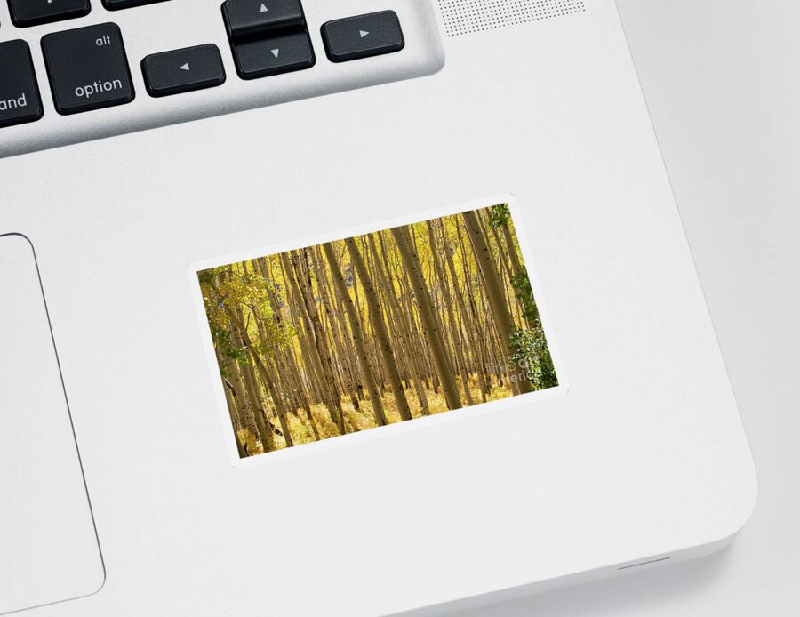 Aspen Sticker featuring the photograph Golden Forest by Julia McHugh