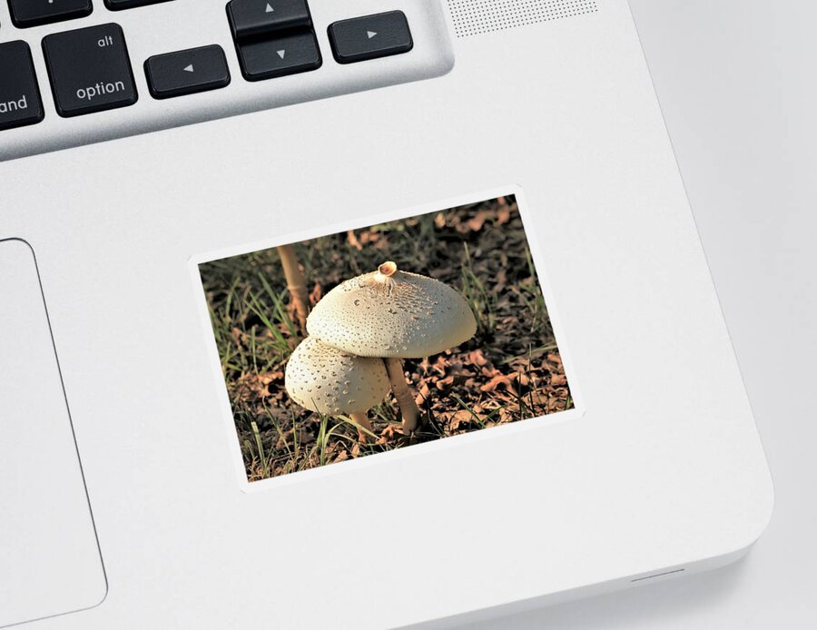 Nature Sticker featuring the photograph Golden Mushroom Duo by Sheila Brown