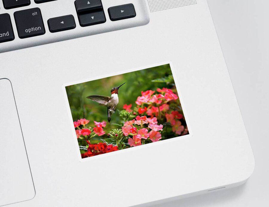 Hummingbird Sticker featuring the photograph Graceful Garden Jewel by Christina Rollo