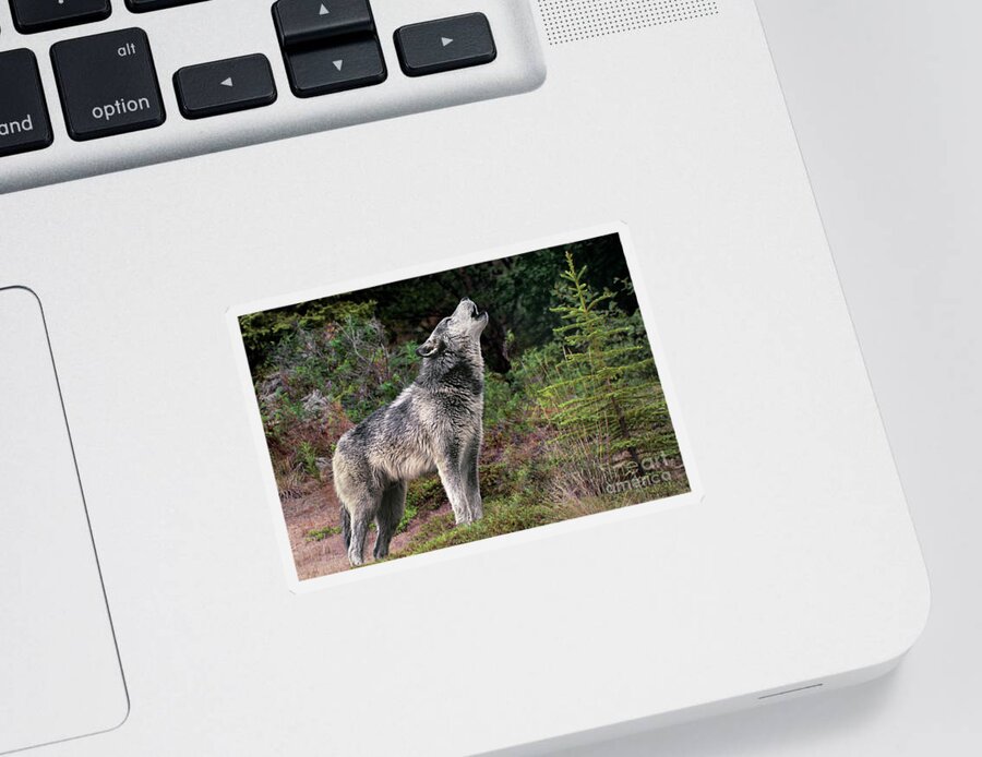 Gray Wolf Sticker featuring the photograph Gray Wolf Howling Endangered Species Wildlife Rescue by Dave Welling