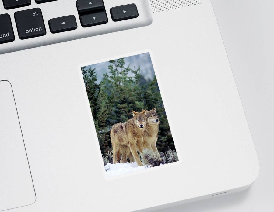 Dave Welling Sticker featuring the photograph Gray Wolves In A Montana Winter by Dave Welling