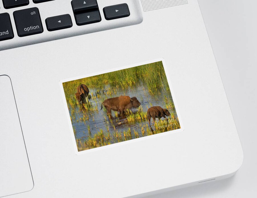 Bison Sticker featuring the photograph Grazing IN The Slough Creek Marsh by Adam Jewell