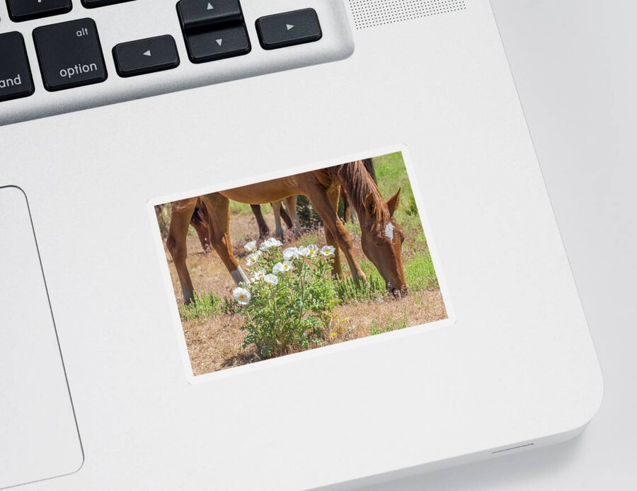 Nevada Sticker featuring the photograph Grazing Next to a Prickly Poppy by Marc Crumpler