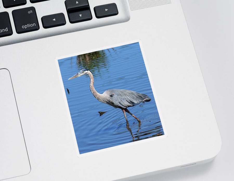 Nature Sticker featuring the photograph Great Blue Heron DMSB0167 by Gerry Gantt