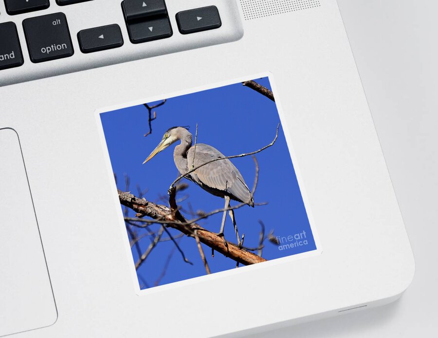 Great Blue Heron Sticker featuring the photograph Great Blue Heron Strikes A Pose by Kerri Farley