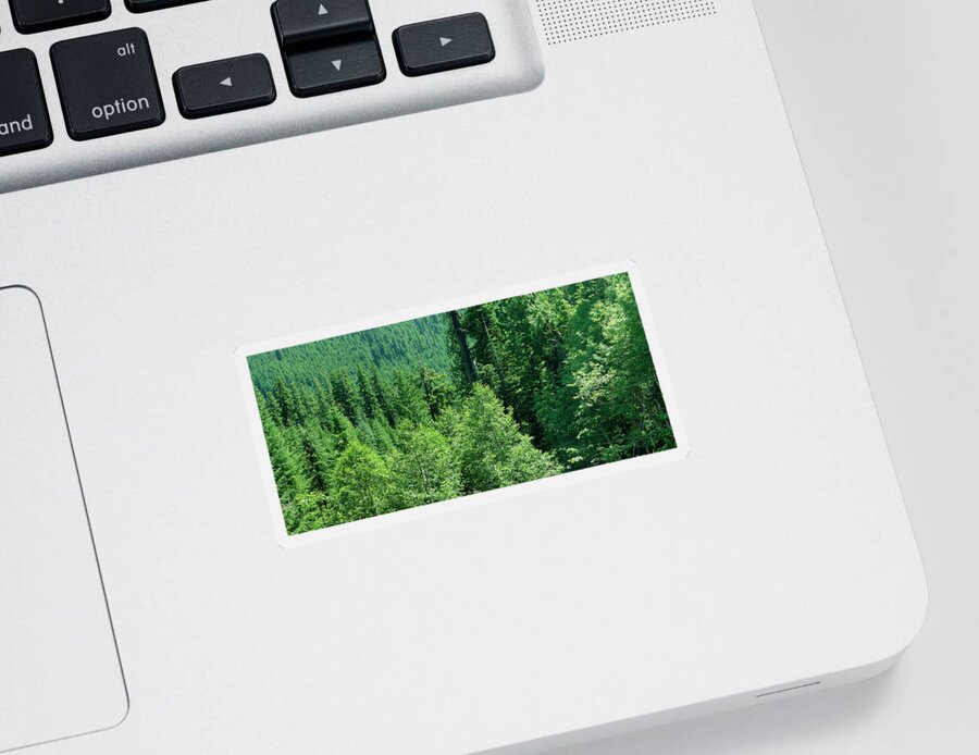 Helens Sticker featuring the photograph Green conifer forest on steep hillside by Steve Estvanik