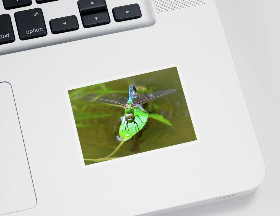 Dragonfly Sticker featuring the photograph Green Darner Dragonfly by Christina Rollo