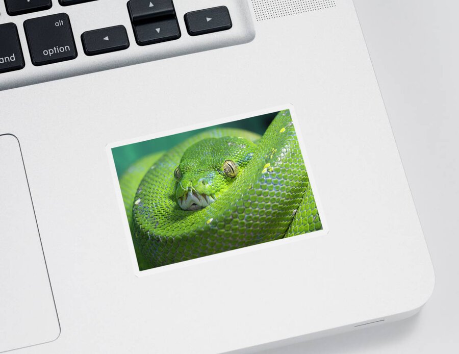 Python Sticker featuring the photograph Green Tree Python by Steev Stamford
