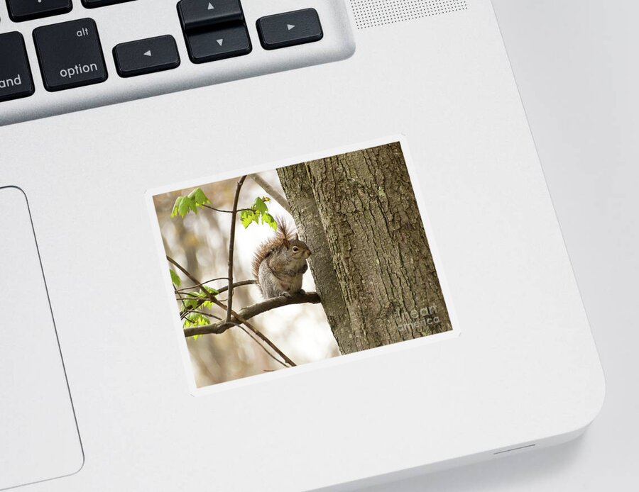Nature Sticker featuring the photograph Greetings From A Squirrel by Dorothy Lee