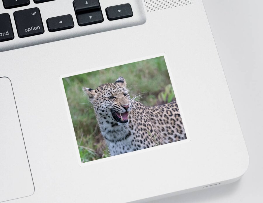 Leopard Sticker featuring the photograph Grimacing leopard by Mark Hunter