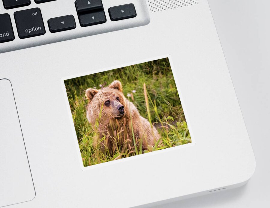 Bear Sticker featuring the photograph Grizzly bear cub by Lyl Dil Creations