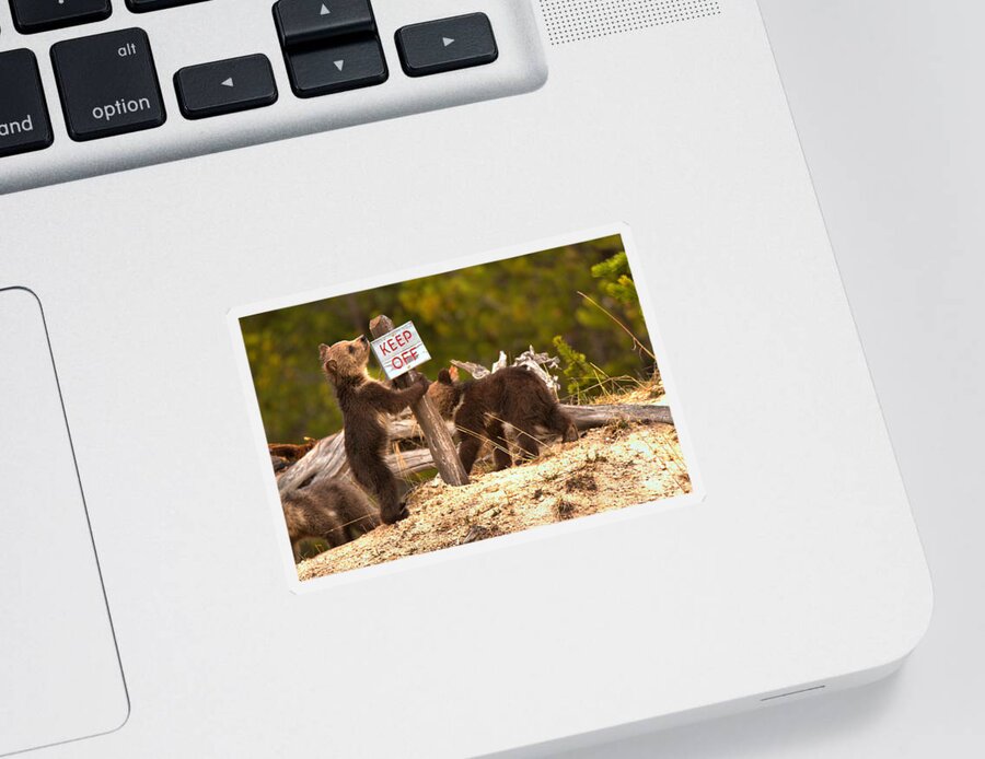 Grizly Bear Sticker featuring the photograph Grizzly Cubs At Roaring Mountains by Adam Jewell