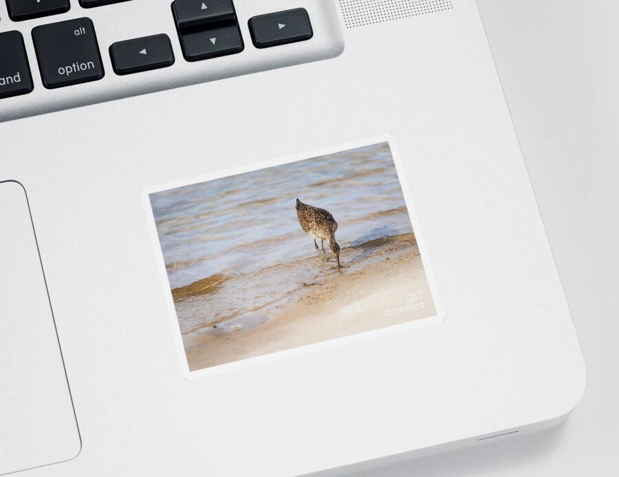 Gull Sticker featuring the photograph Gull at Ocean's Edge - Painterly by Lorraine Cosgrove