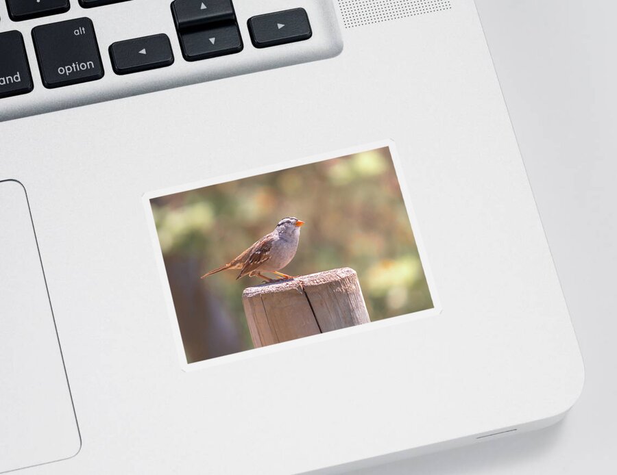 Bird Sticker featuring the photograph Hanging Out by Alison Frank