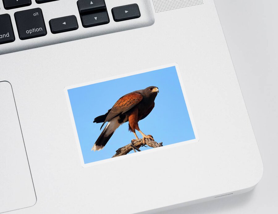 Harris’s Hawk Sticker featuring the photograph Harris Hawk on the Hunt by Kathleen Bishop