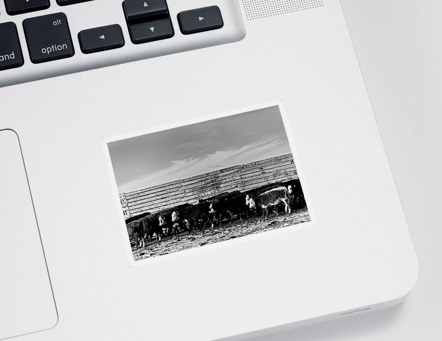 Ranch Sticker featuring the photograph Heifers and more Heifers cows by Julieta Belmont