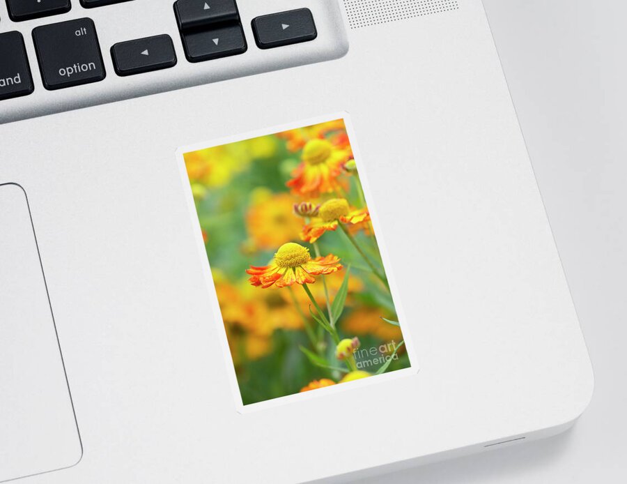 Helenium Oldenburg Sticker featuring the photograph Helenium Oldenburg in Flower by Tim Gainey