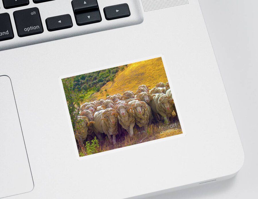 Sheep Sticker featuring the photograph Herding Merino Sheep by Leslie Struxness