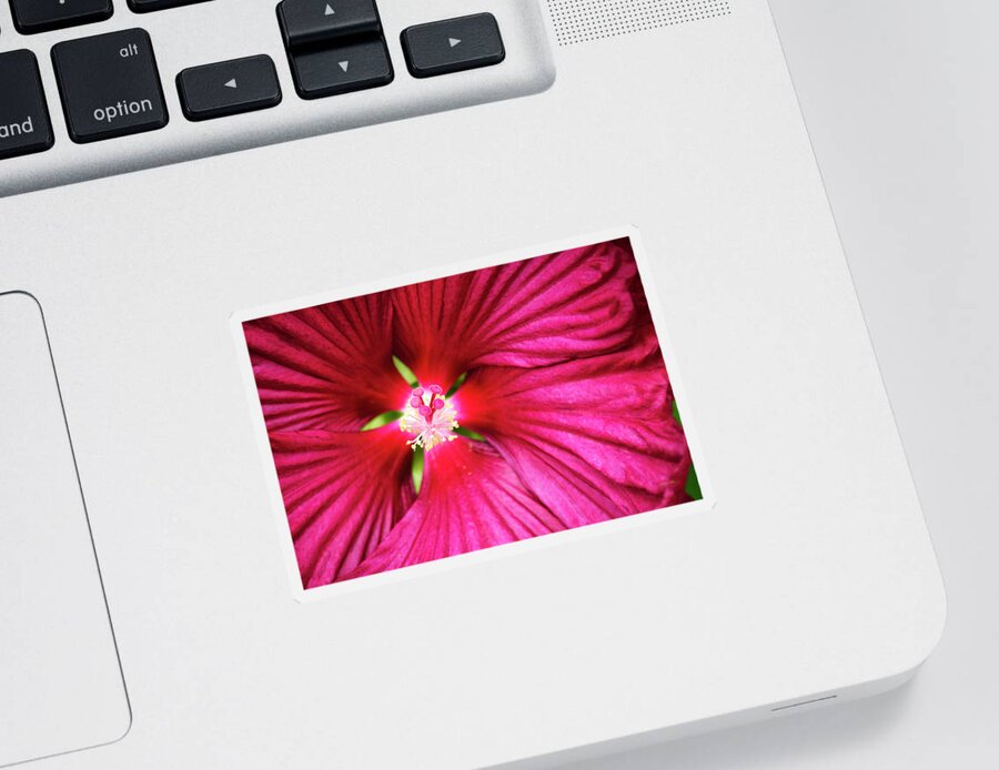 Hibiscus Sticker featuring the photograph Hibiscus by Christina Rollo