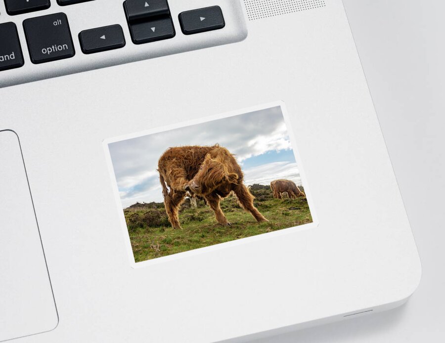 Animal Sticker featuring the photograph Highland cow having a scratch by Scott Lyons