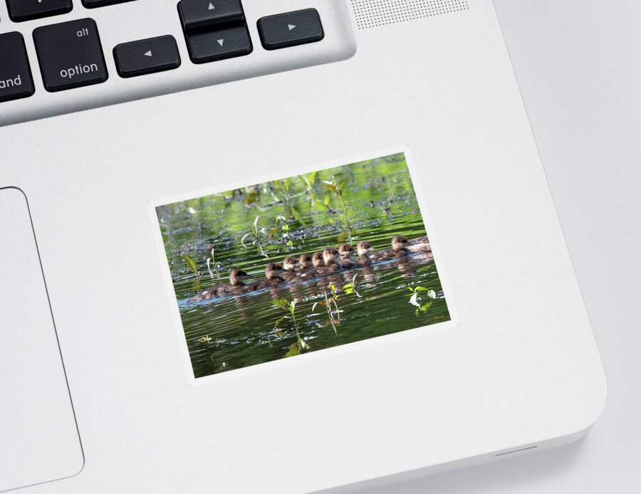 Nature Sticker featuring the photograph Hooded Merganser Ducklings DWF0203 by Gerry Gantt