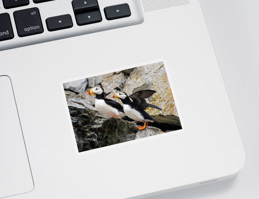 Puffin Sticker featuring the photograph Horned Puffin Pair by Mark Hunter