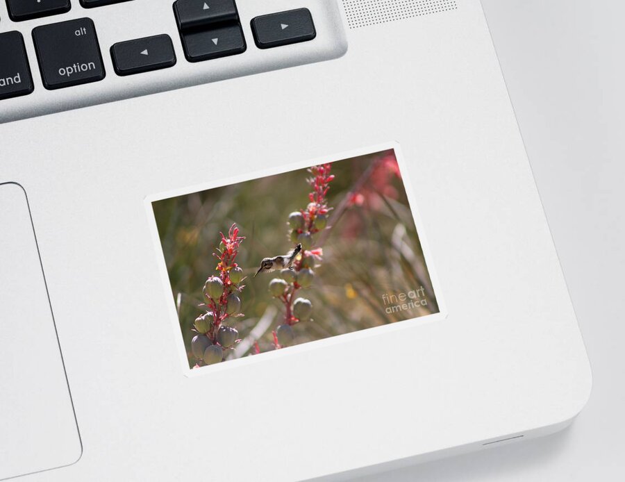 Hummingbird Sticker featuring the photograph Hummingbird Flying To Red Yucca 1 in 3 by Colleen Cornelius