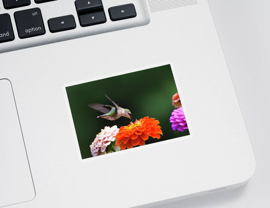 Hummingbird Sticker featuring the photograph Hummingbird in Flight with Orange Zinnia Flower by Christina Rollo