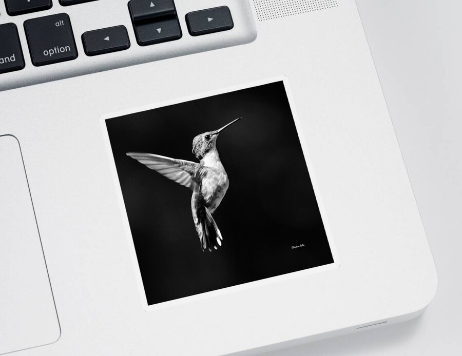 Hummingbird Sticker featuring the photograph Hummingbird Wings Up Square Bw by Christina Rollo