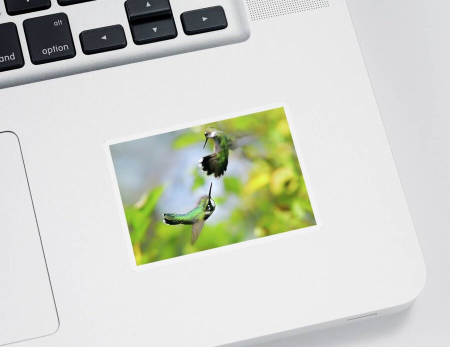 Hummingbirds Sticker featuring the photograph Hummingbirds Ensuing Battle by Christina Rollo