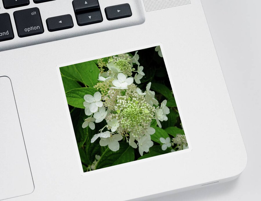 Elaine's Sticker featuring the photograph Hydrangea tree blossoms by David Coblitz