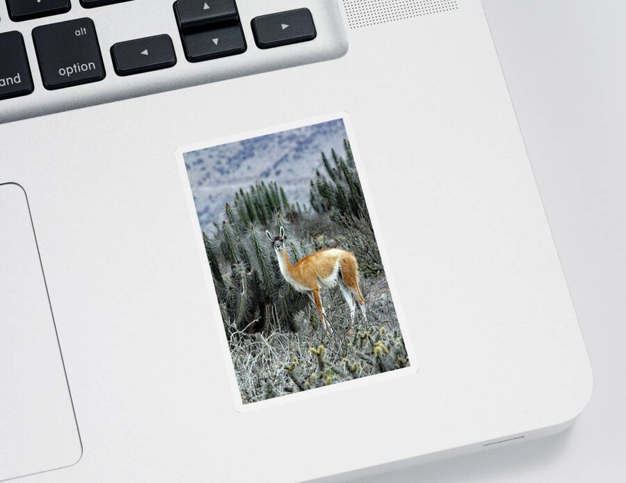 Guanaco Sticker featuring the photograph In A Cactus Field by Jennifer Robin