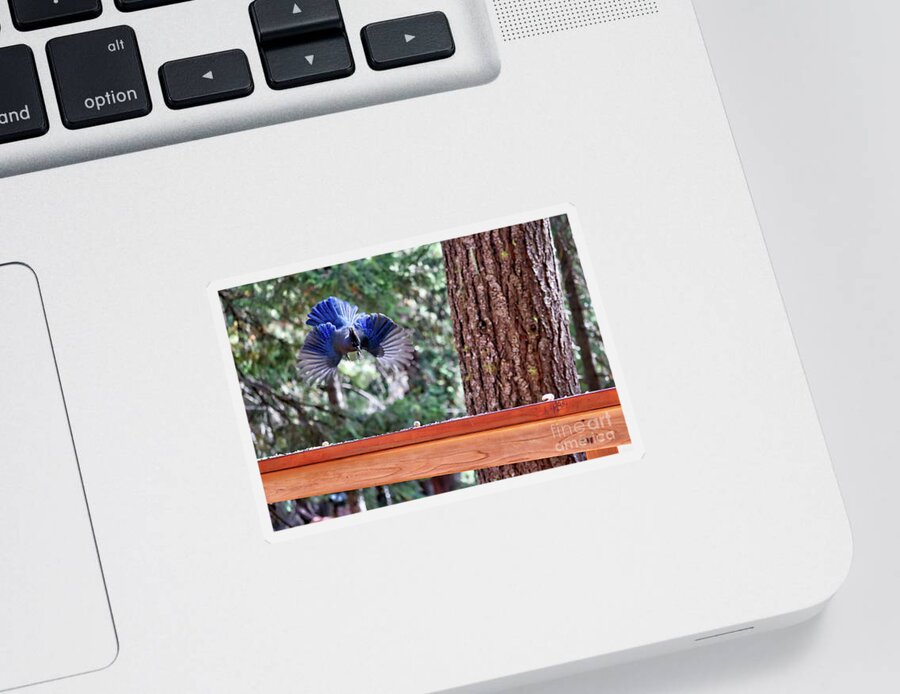Steller's Jay Sticker featuring the photograph Incoming Steller's Jay by Carol Groenen