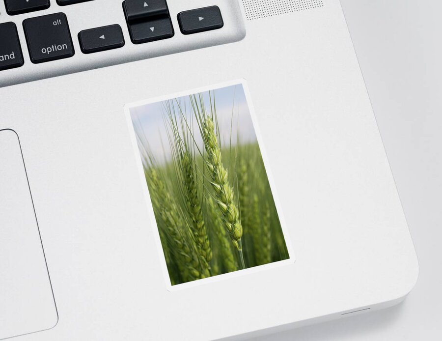Intimate Bearded Wheat Sticker featuring the photograph Intimate Bearded Wheat by Dylan Punke