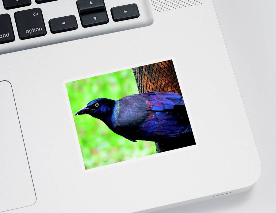 Grackle Sticker featuring the photograph Iridescent Grackle by Linda Stern