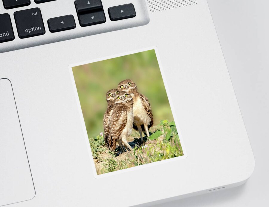 Burrowing Owls Sticker featuring the photograph It's a plane, it's a bug, it's a bird -- burrowing owl babies by Judi Dressler