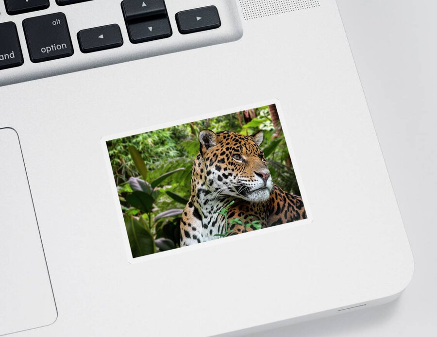 Jaguar Sticker featuring the photograph Jaguar by Arterra Picture Library