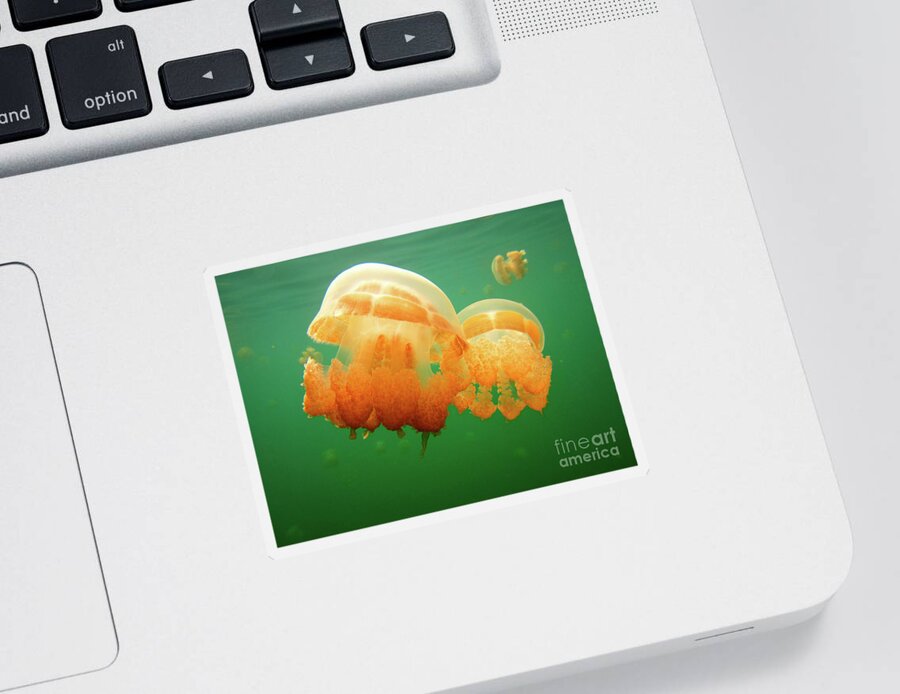 Jellyfish Sticker featuring the photograph Jellyfish Love by Becqi Sherman