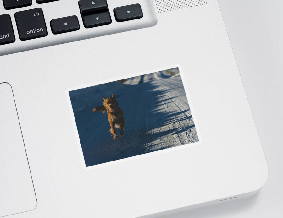 Dog Sticker featuring the photograph Joyful dog by Julieta Belmont