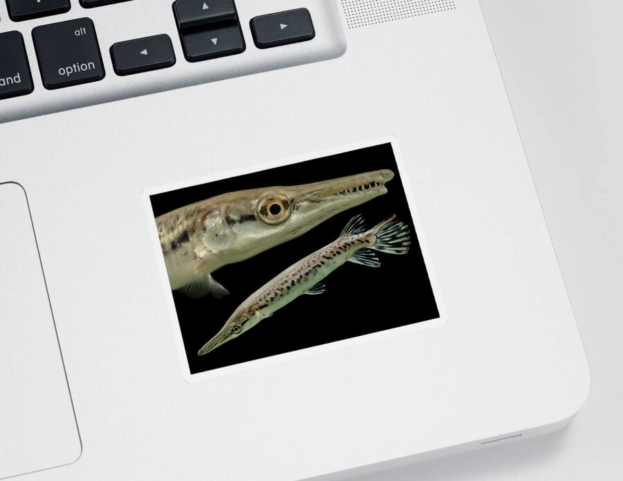 Alligator Gar Sticker featuring the photograph Juvenile Alligator Gar Atractosteus by Dante Fenolio
