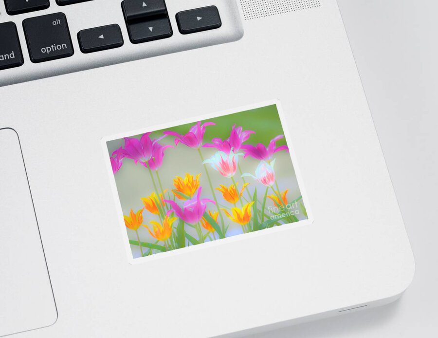 Tulips Sticker featuring the photograph Kentucky Tulips by Merle Grenz