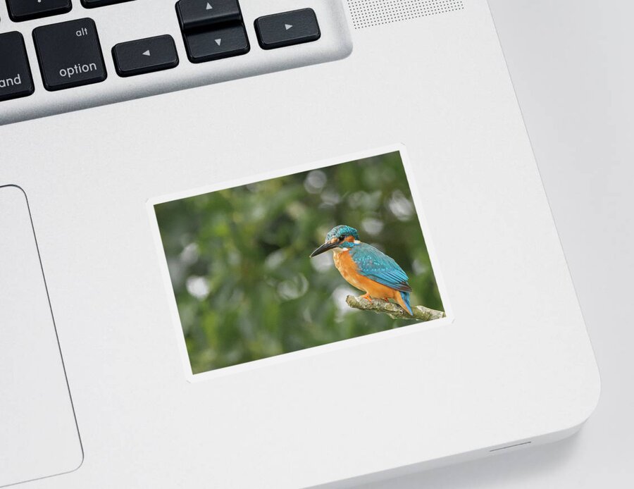 Animal Sticker featuring the photograph Kingfisher on the broads by Scott Lyons